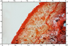 Hymenogaster mischosporus